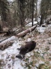 В Усть-Коксинском районе Республики Алтай задержали браконьера с двумя особями кабарги.